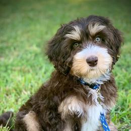 Australian Labradoodles from Triangle Labradoodles’s