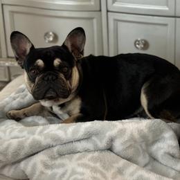 French Bulldogs from Diamond Ridge French Bulldogs