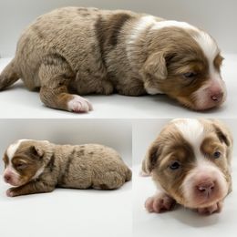 Red Merle female 1 - Red merle female Toy Australian Shepherd puppy in Brooker, Florida from Honey, I Shrunk the Aussies