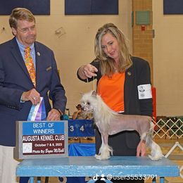 Boykin Spaniels, Chinese Cresteds, and Poodles from Jushae Kennel