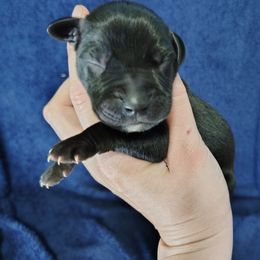 Boy 7 - Black male Great Dane puppy in Marshall, Michigan from Dream K9