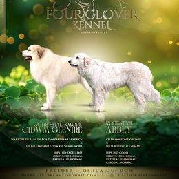 Great Pyrenees puppies from Four Clover Kennel