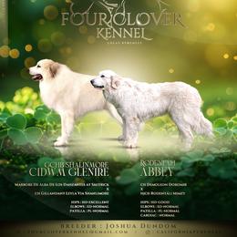 Great Pyrenees puppies from Four Clover Kennel