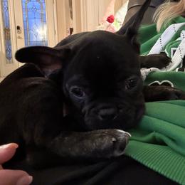 French Bulldog, Mal-Shi, and Morkie Puppies from Woodpecker Ridge Pups