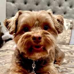 Carmella - Yorkshire Terrier