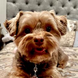Carmella - Yorkshire Terrier