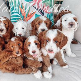 Goldendoodle Puppies from Halo Doodles