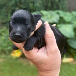 Maple - Black female Schnoodle puppy in Temple, Texas from Schnauzers Of Taylor