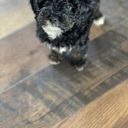 Goldendoodle Puppies from DM Hilltop FURfamily