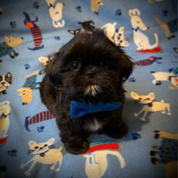 LOGAN - Black male Shih Tzu puppy in Kamilche, Washington from Serendipity Shih tzu
