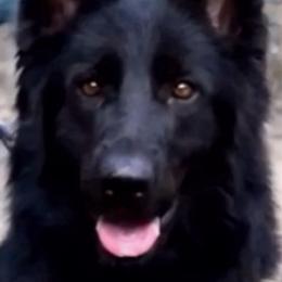 Coco - Black female German Shepherd puppy in Dunnellon, Florida from Wolves Den Ranch