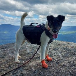 Legend - Smooth Fox Terrier