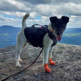Legend - Smooth Fox Terrier