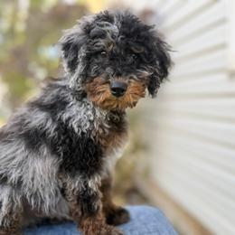 Doc - Merle male Bernedoodle puppy in Highland, Utah from Angel Pups Deluxe