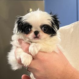 Girl 1 - Black and white female Japanese Chin puppy in Little Rock, Arkansas from Montra Japanese Chin & Cavalier King Charles Spaniels