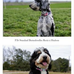 Bernedoodle puppies from DoodlesFarmCo