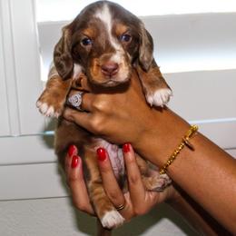 Cactus - Dapple male Dachshund puppy in Nephi, Utah from Wild West Weens