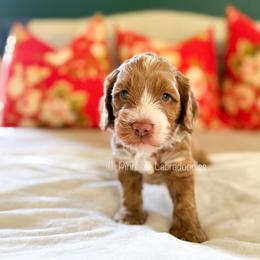 Vanilla - Caramel male Australian Labradoodle puppy in San Antonio, Texas from Pinnacle Labradoodles