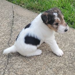 Wire Fox Terrier Puppies from Bob's Wire Fox Terriers