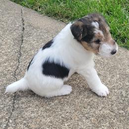 Wire Fox Terrier Puppies from Bob's Wire Fox Terriers