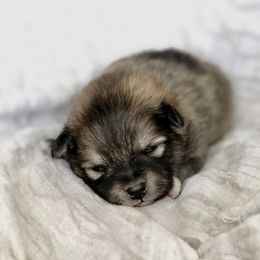 Pomeranian and Pomsky Puppies from Blueberry Poms and Pomskies
