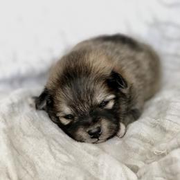 Pomeranian and Pomsky Puppies from Blueberry Poms and Pomskies