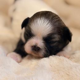 Girl 1 - Black gold and white female Shih Tzu puppy in Peoria, Arizona from Jodi’s Shihtzus