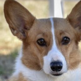 Australian Shepherds and Pembroke Welsh Corgis from Rocking K Ranch
