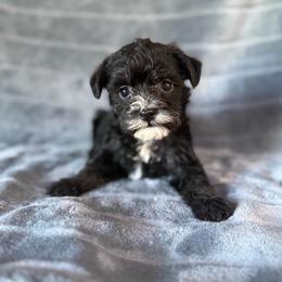 Nina - Black and white female Schnoodle puppy in Atoka, Oklahoma from Boggy Depot Cavaliers & Friends