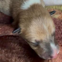 Adele - Sable female Collie puppy in Malvern, Arkansas from Lost Acres Collies