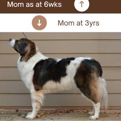 Tornjak All Grown Up from Tornjak Kennel "Od Dinare"