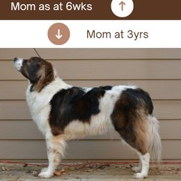 Tornjak All Grown Up from Tornjak Kennel "Od Dinare"