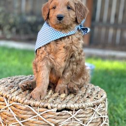 Goldendoodle Puppies from JD GoldenDoodles