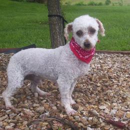 Gus - Poodle
