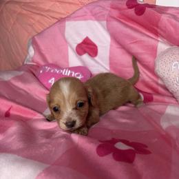 Paige - Cream female Dachshund puppy in Lake City, Florida from My Ditzy Doxies of Florida