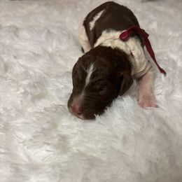 Hazelnut - Parti female Goldendoodle puppy in Arlington, Texas from Chambers Doodle Patch