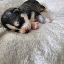 Siberian Husky Puppies from Wild and Wonderful Siberian Huskies