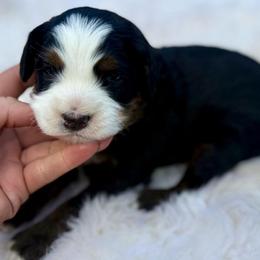 Woody- red collar - Tri-color male Bernedoodle puppy in Colorado Springs, Colorado from Mercy Mountain Bernedoodles
