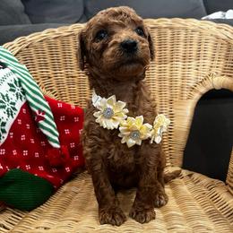 Carrie Underwood - Red  female Goldendoodle puppy in Camden, North Carolina from Oopsie Doodles of NC