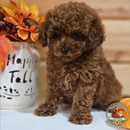 Cooper - Red  male Poodle puppy in Salem, Missouri from Meadowbrook Poodles