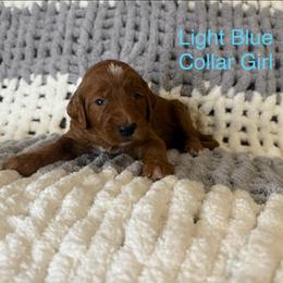 Light Blue Collar Female - Apricot female Goldendoodle puppy in Pasadena, Texas from Knightsbane Standard Poodles