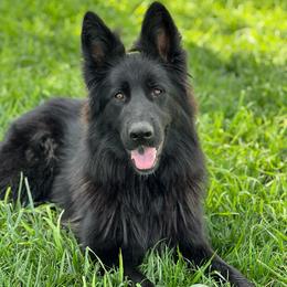 Safa - Black female German Shepherd puppy in Stockton, California from Zaragoza German Shepherds
