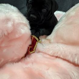 Hot pink - Black brindle female Cane Corso puppy in Crawfordsville, Indiana from Silverstone Cane Corso