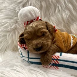 Vixen - Chocolate female Goldendoodle puppy in The Woodlands, Texas from Gracie's Goldendoodles and Bernedoodles