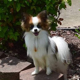 Rocco - Papillon