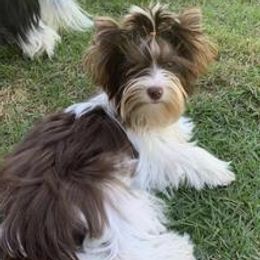 Biewer Terriers from Heavenly Heirlooms