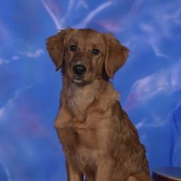 Border Collies and Golden Retrievers from S & E Goldens