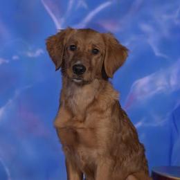 Border Collies and Golden Retrievers from S & E Goldens