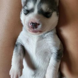 Siberian Husky Puppies from Canace Siberians