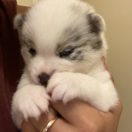 Pomsky Puppies from Pomsky‘s Palace